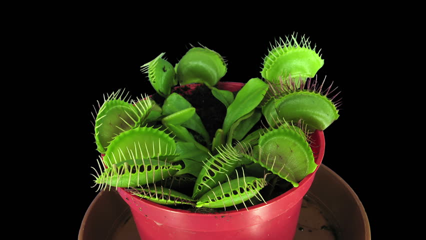 Time-lapse of growing Venus flytrap (Dionaea muscipula) plant 1x2 isolated on black background
