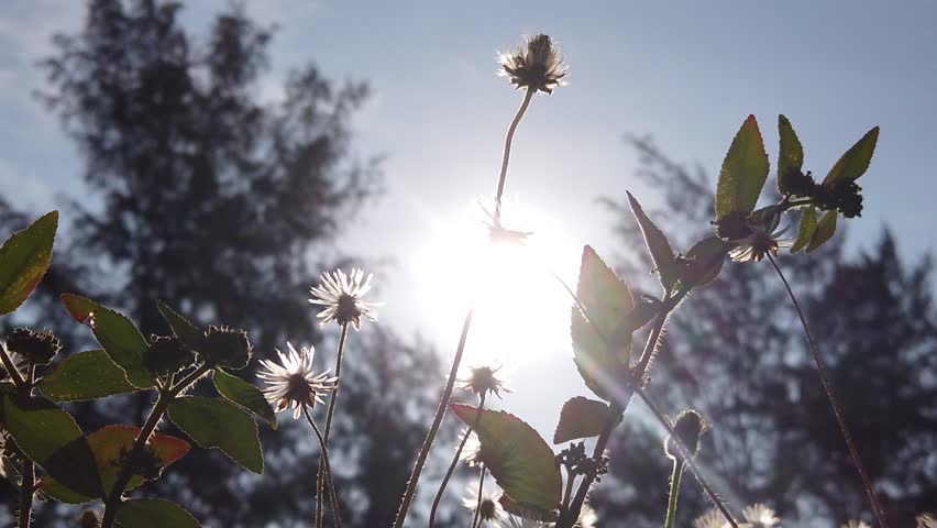 Flowers flowing along the wind