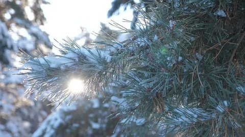 branch pine tree sunlight glare winter landscape during sunset. winter pine the sun forest in the snow sunlight movement. frozen frost Christmas New Year tree. concept new year winter . slow motion