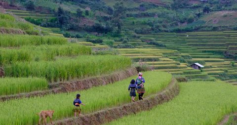 Ha Giang, Vietnam - 10 2018: Woman farmer and children with basket back on terrace rice field. Rice fields on terraced . Royalty high-quality stock video footage of terrace rice fields prepare harvest