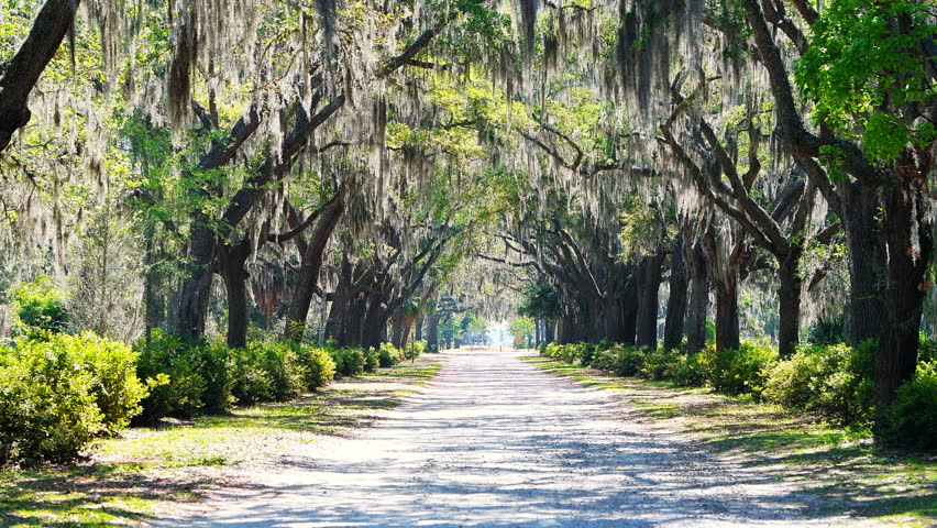 Bonaventure Cemetery Stock Video Footage 4K And HD Video Clips   1 