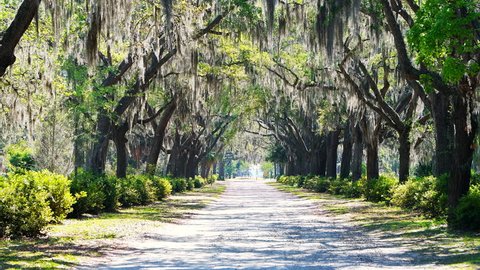 Empty street road landscape with oak trees and trail path in Savannah, Georgia famous Bonaventure cemetery zooming in with spanish moss