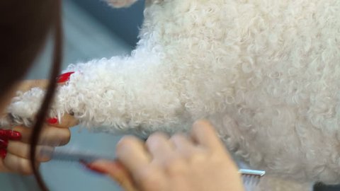 Combing and grooming dogs in a groomer salon. A hairdresser for dogs is combing a Bichon Frize dog at a hairdresser for dogs. Slow motion.