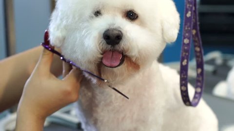 Close-up doctor veterinary clinic cuts scissors a dog Bichon Frise. A professional veterinarian cuts a dog in the clinic, the doctor makes a fashionable haircut. Slow motion.