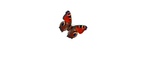 Beautiful Red Colored Butterfly European Peacock Aglais io Flying and Sitting on White and Green Background Close-up. Loopable 3d Animation with Green Screen Alpha Channel. 4k UHD 3840x2160.