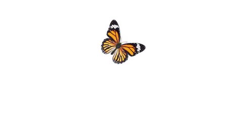 Beautiful Orange Colored Butterfly Monarch (Danaus Plexippus) Flying and Sitting on White and Green Backgrounds Close-up. Seamless 3d Animation with Green Screen Alpha Channel. 4k UHD 3840x2160.