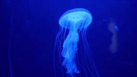 Underwater video with jellyfish medusas in blue aquarium color water