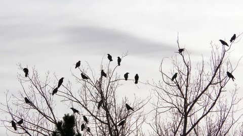 Murder of Crows atop a tree flys away.