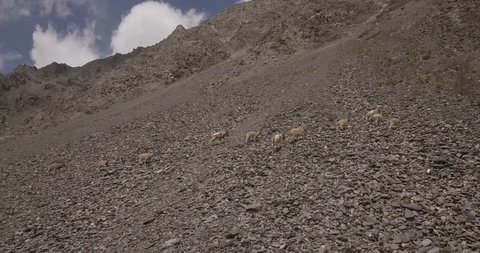 Herd of Ibex running through side of rocky mountain in Karakoram mountain range in Hunza Valley