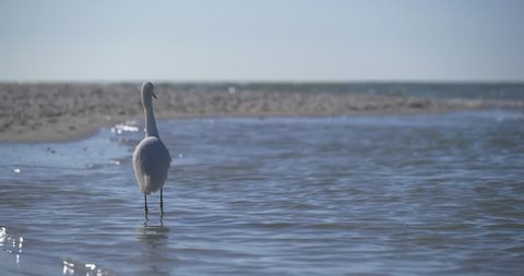 Egret Walks Along Beach, Sea Bird, Slow Motion