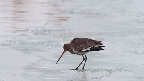 The black-tailed godwit (Limosa limosa) in Danube Delta during winter