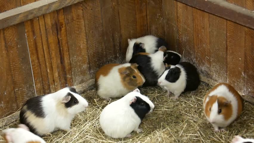 A Group Of Guinea Pigs Feeding Cavia Porcellus Image Free Stock