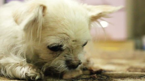 Little cute old dog breed Chihuahua greedily chews something and swallows, the dog lies on the floor and licks. Close-up, low angle, real time, indoor