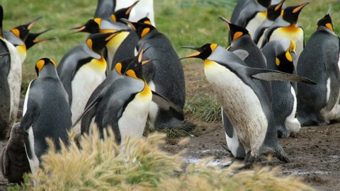 The king penguin (Aptenodytes patagonicus) colony in the park named Parque Pinguino Rey near the town of Porvenir. Tierra del Fuego, Chile