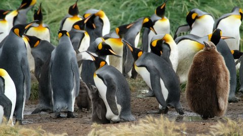 The king penguin (Aptenodytes patagonicus) colony in the park named Parque Pinguino Rey near the town of Porvenir. Infants, chick and adults are presented. Tierra del Fuego, Chile