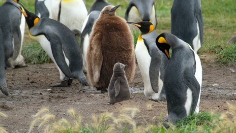 Adult penguin feeds baby. The king penguin (Aptenodytes patagonicus) colony in the park named Parque Pinguino Rey near the town of Porvenir. Tierra del Fuego, Chile