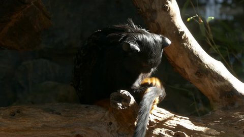 Ungraded: Yellow-handed tamarin (Saguinus midas) in the zoo aviary rummaging in its own wool against the background of tree branches. Ungraded H.264 from camera without re-encoding.