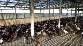 Group of ducks in farm, traditional farming in Thailand, animal farm, 4K ultra HD.