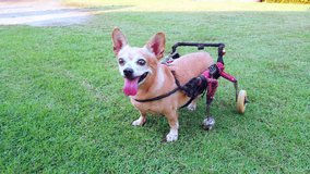 Happy cute little dog in wheelchair or cart support legs walking running in grass field, ultra HD 4K.