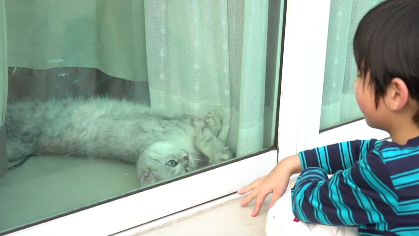 Asian child playing with british cat behind window  Royalty-Free Stock Footage #1025662268