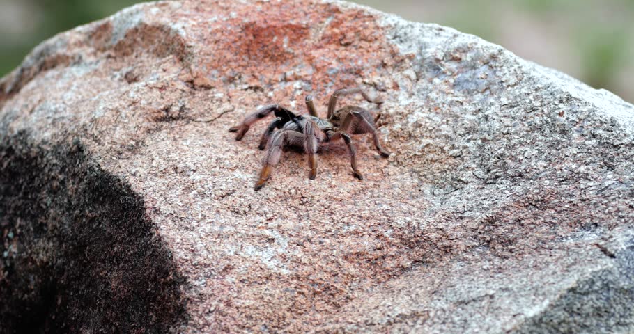 tarantula on a rock close up