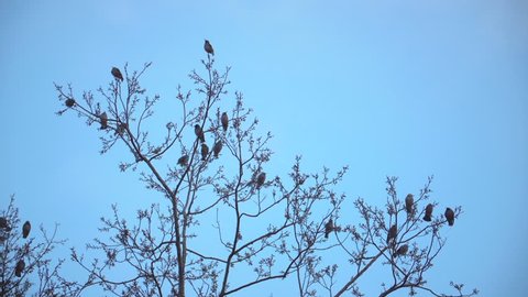 Flock Birds Resting On Leafless Tree Stock Footage Video (100% Royalty ...