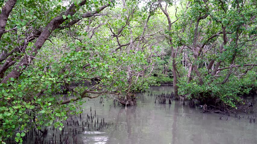Beautiful Tropical Mangrove Forest, a Nature Video by Ramendri