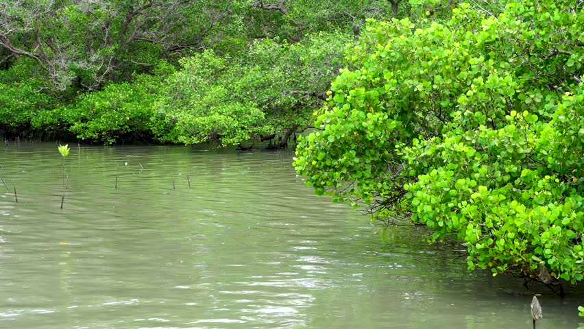 Beautiful Tropical Mangrove Forest, a Nature Video by Ramendri