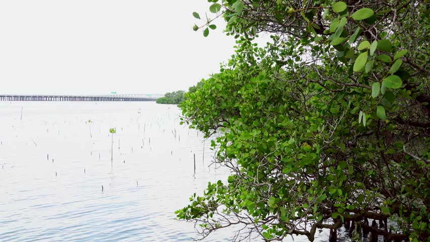 Beautiful Tropical Mangrove Forest, a Nature Video by Ramendri