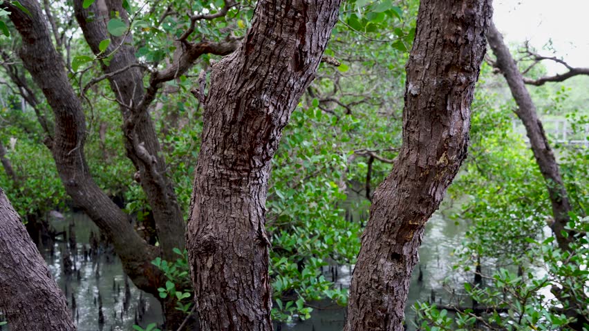 Beautiful Tropical Mangrove Forest, a Nature Video by Ramendri