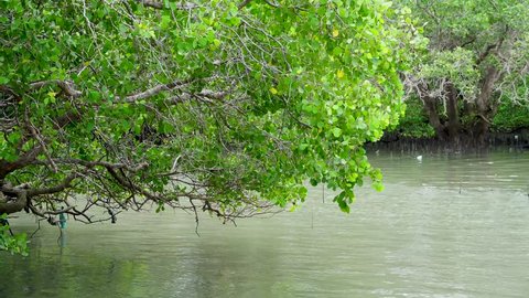 Beautiful Tropical Mangrove Forest