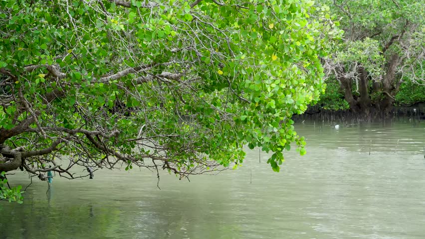 Beautiful Tropical Mangrove Forest, a Nature Video by Ramendri