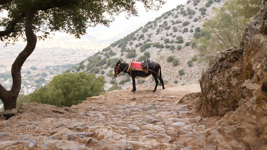 Donkey rest at top of hill path, stay still on edge. Animal used to carry tourists by stone paved trail from bottom of mountain up to Psychro Cave at Lasithi