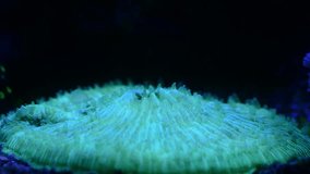 plate disc coral reef feeding timelapse