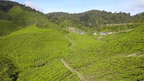 Aerial forward flying drone footage of green Tea Pantages hills in Cameron Highlands in Malaysia | Same aerial view as Tea Fields in Nuwara Eliya, Sri Lanka