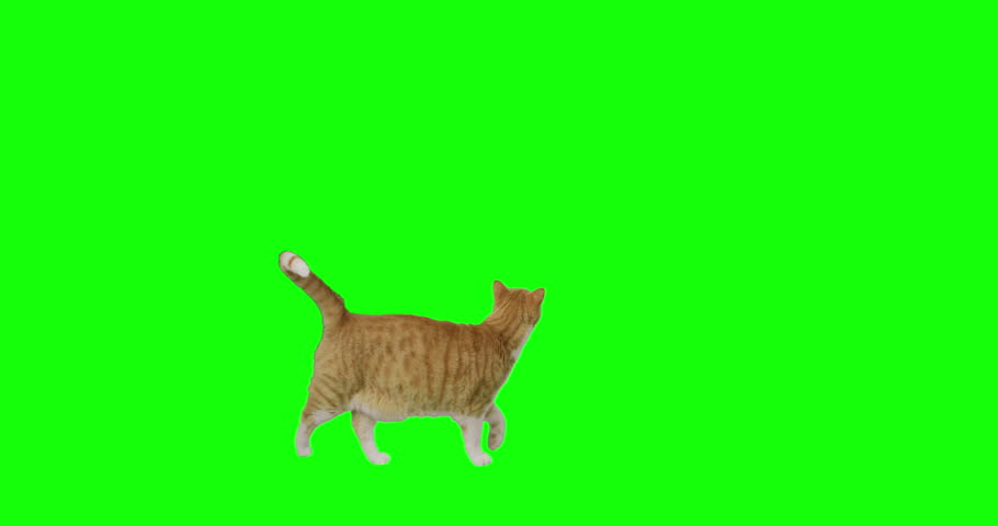  4k green screen slow motion footage of an orange cat trying to catch something and eat on the ground. Royalty-Free Stock Footage #1025676095