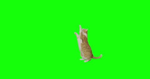  4k green screen slow motion footage of an orange cat trying to catch something and eat on the ground.