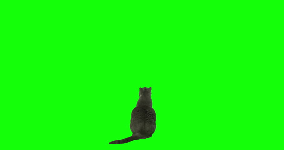 4k green screen slow motion footage of an gray cat rising on two feet.  Royalty-Free Stock Footage #1025676098