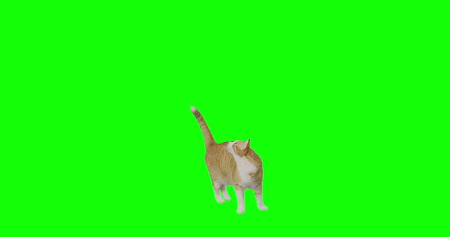 4k green screen slow motion footage of an orange cat jumps high to catch.  Royalty-Free Stock Footage #1025676101