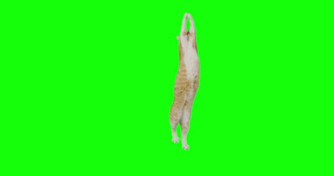 4k green screen slow motion footage of an orange cat jumps high to catch. 