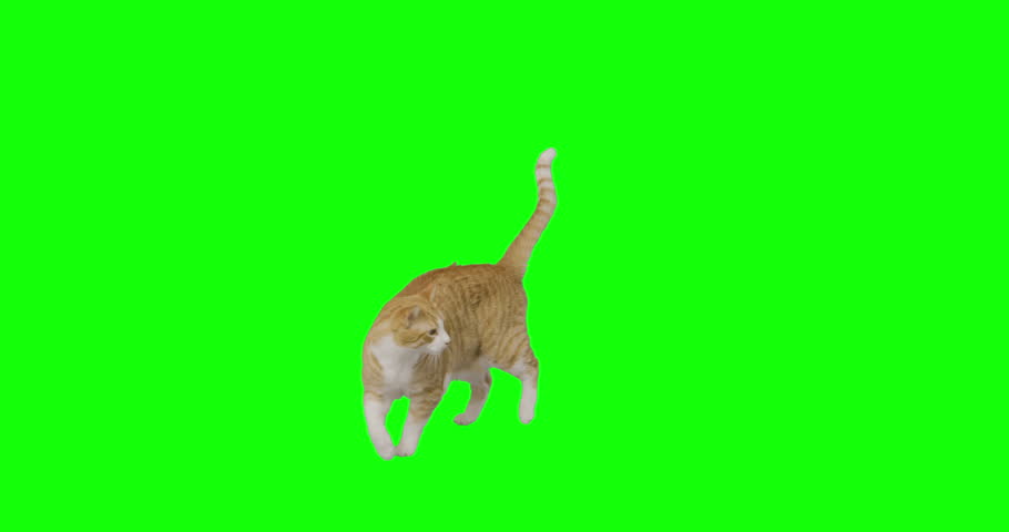4k green screen slow motion footage of an orange cat trying to reach up. Royalty-Free Stock Footage #1025676116