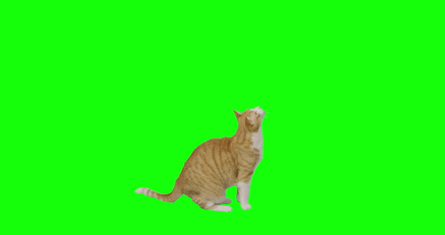 4K-GREEN-SCREEN-CAT Footage, Videos and Clips in HD and 4K - Avopix.com