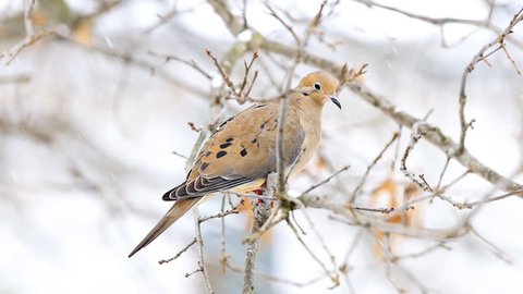 Mourning dove bird sitting perched on oak tree branch during winter snow closeup in Virginia falling snowflakes in slow motion