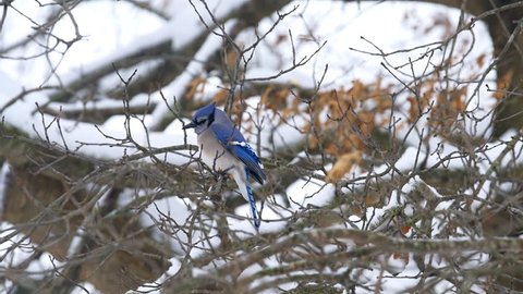 Closeup of one blue jay Cyanocitta cristata bird perched on oak tree branch during winter snow in Virginia with snowflakes falling
