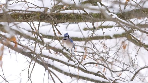 Closeup of one blue jay Cyanocitta cristata bird perched on tree branch during winter snow in Virginia with snowflakes falling flying away