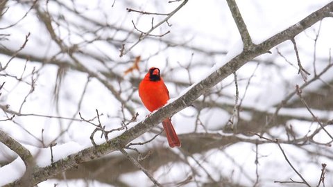 Closeup one male red northern cardinal, Cardinalis, bird sitting closeup perched on oak tree branch during winter snow in Virginia with crest vibrant color