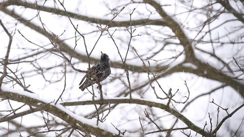 European starling two birds couple sitting on oak bare tree branch during winter snow closeup in Virginia falling snowflakes in slow motion