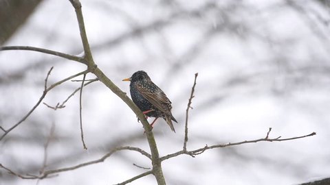 European starling bird sitting on oak bare tree branch during winter snow closeup in Virginia falling snowflakes in slow motion
