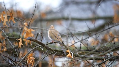 Mourning dove wet bird sitting perched on oak tree branch during winter rain closeup in Virginia slow motion