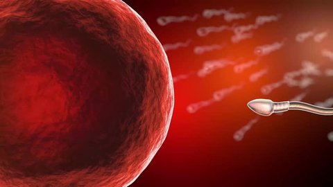 Fertilization of human egg cell by sperm cell, spermatozoon